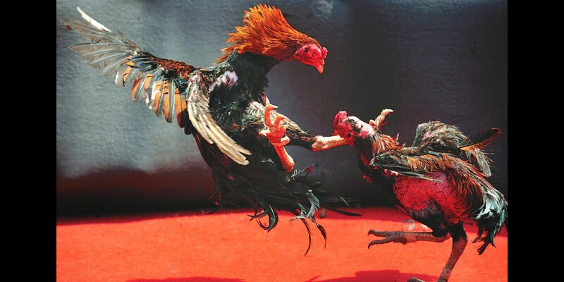 Hình thức đá gà Choáng Club là gì?