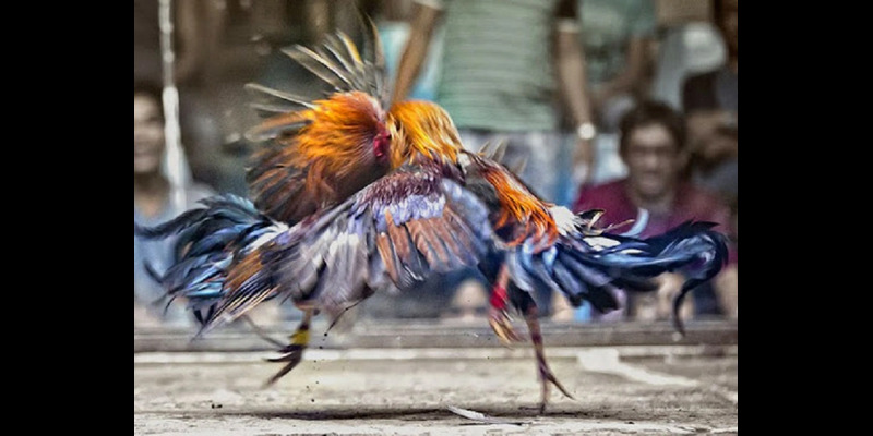 Hình thức đá gà online 